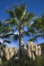 Palm Trees Pampas Grass Napa California Royalty Free Stock Photo