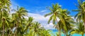 Palm trees panoramic view, beautiful tropical island beach panorama, green coconut palms leaves, turquoise sea water, ocean coast Royalty Free Stock Photo