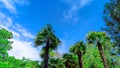 Palm trees in the park on a blue sky background