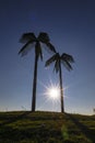 Palm Trees Of Park Fiction In Hamburg