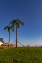 Palm Trees Of Park Fiction In Hamburg