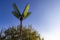 Palm Trees Of Park Fiction In Hamburg