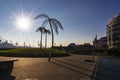 Palm Trees Of Park Fiction In Hamburg