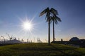 Palm Trees Of Park Fiction In Hamburg