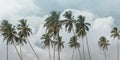 Palm Trees and Pastel Clouds Background Royalty Free Stock Photo