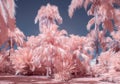 Palm Trees in Pastel Infrared Color Royalty Free Stock Photo