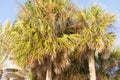 Palm Trees - Perfect palm trees against a beautiful blue sky