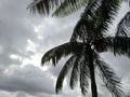 Palm trees photographed again the grey sky backlighted Royalty Free Stock Photo