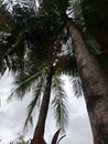 Palm trees photographed again the grey sky backlighted Royalty Free Stock Photo