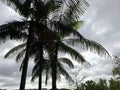 Palm trees photographed again the grey sky backlighted Royalty Free Stock Photo