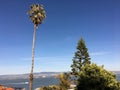 A palm tree and pine trees reach for the sky, backed by the bay.