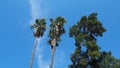 Palm trees and pine in the wind against the blue sky and clouds in the summer day. Herceg Novi, Montenegro. Tropical Royalty Free Stock Photo