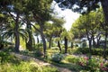 Palm trees,pines and flowers landscape Royalty Free Stock Photo