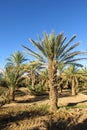 Palm trees plantation, date palms Royalty Free Stock Photo