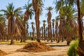 Palm trees plantation at Furnace Creek, Death Valley, California, USA Royalty Free Stock Photo