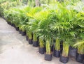 Palm trees planted in pots