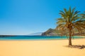 Palm trees Playa las Teresitas Beach, Tenerife Royalty Free Stock Photo
