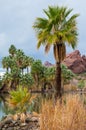 Palm trees and pond at Papago Park Phoenix Arizona Royalty Free Stock Photo