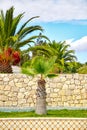 Palm trees in portuguesse garden Royalty Free Stock Photo
