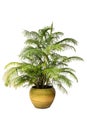 Palm trees in a pot on in A Flower Pot on pure white background for graphic. Royalty Free Stock Photo