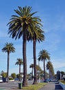 Palm Trees provide an iconic welcome to Napier, New Zealand