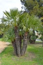 Palm trees in public garden of Barcelona