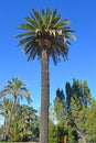 Palm trees in public park of Barcelona