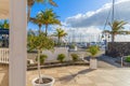 Palm trees in Puerto Calero marina Royalty Free Stock Photo