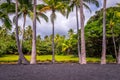 Palm trees at Punaluu Black Sand Beach on Big Island, Hawaii Royalty Free Stock Photo