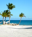 Palm Trees- Punta Cana Beach Royalty Free Stock Photo