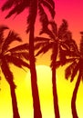 Palm trees on a purple orange sunset sky Royalty Free Stock Photo