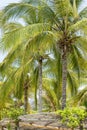 Palm Trees from Quimixto Beach Royalty Free Stock Photo