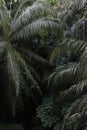 Palm Trees, Rainforest, Background, green, nature, lush green, tropical, woodland, jungle