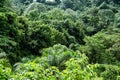 Palm Trees in the Rainforest