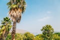 Palm trees at Rajiv Gandhi Park in Udaipur, India