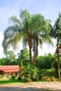 Palm trees in a ranch style home. Royalty Free Stock Photo