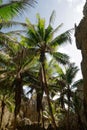 Palm trees reach up surround by the rocks of Togo Chasm