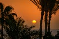 Palm trees by the Red Sea at sunrise, Egypt