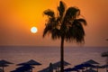 Palm trees by the Red Sea at sunrise, Egypt