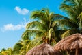 Palm trees and reed umbrellas on the beach with blue sky on the background