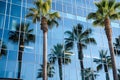 palm trees reflecting on a sleek glass office facade Royalty Free Stock Photo