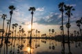 palm trees with reflection at sunrise, Pathum Thani Royalty Free Stock Photo