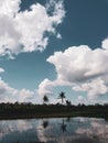 Palm trees reflection in the water of rice terraces in Bali Royalty Free Stock Photo