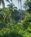 Palm trees and rice terrace fields