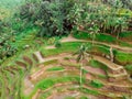 Palm trees and rice terraces in Asia Royalty Free Stock Photo