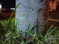 Palm trees, roadside at night, around the wild grass is in the city looking very clearly big and beautiful