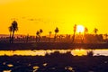 Palm trees in Rocha, Uruguay