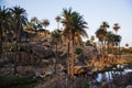 Palm trees with rock formations