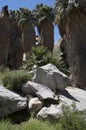 Palm trees and rocks