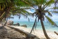 Palm trees, rocks and coral reef in Anse Source d\'Argent